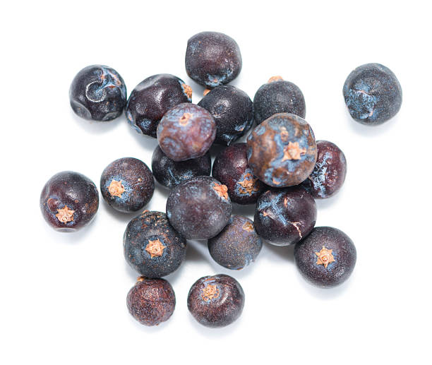 주니퍼베리 효능