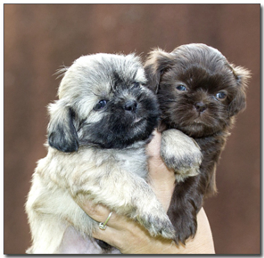 아기 시츄 두마리