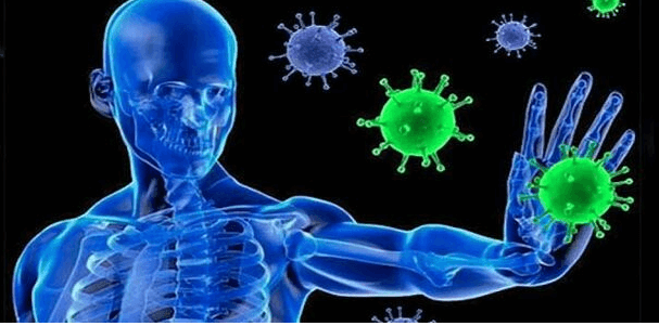 고사리-면역력-강화