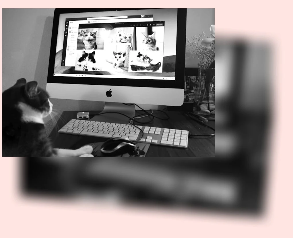 고양이 면역력 강화_1_subsection