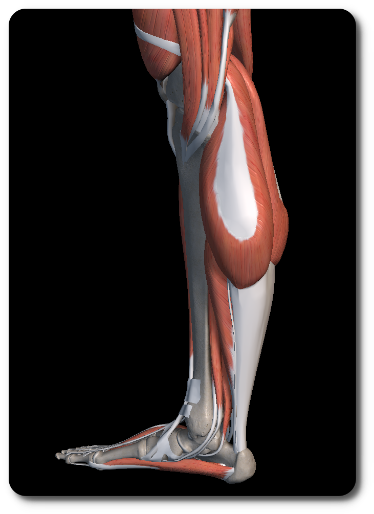 종아리 근육