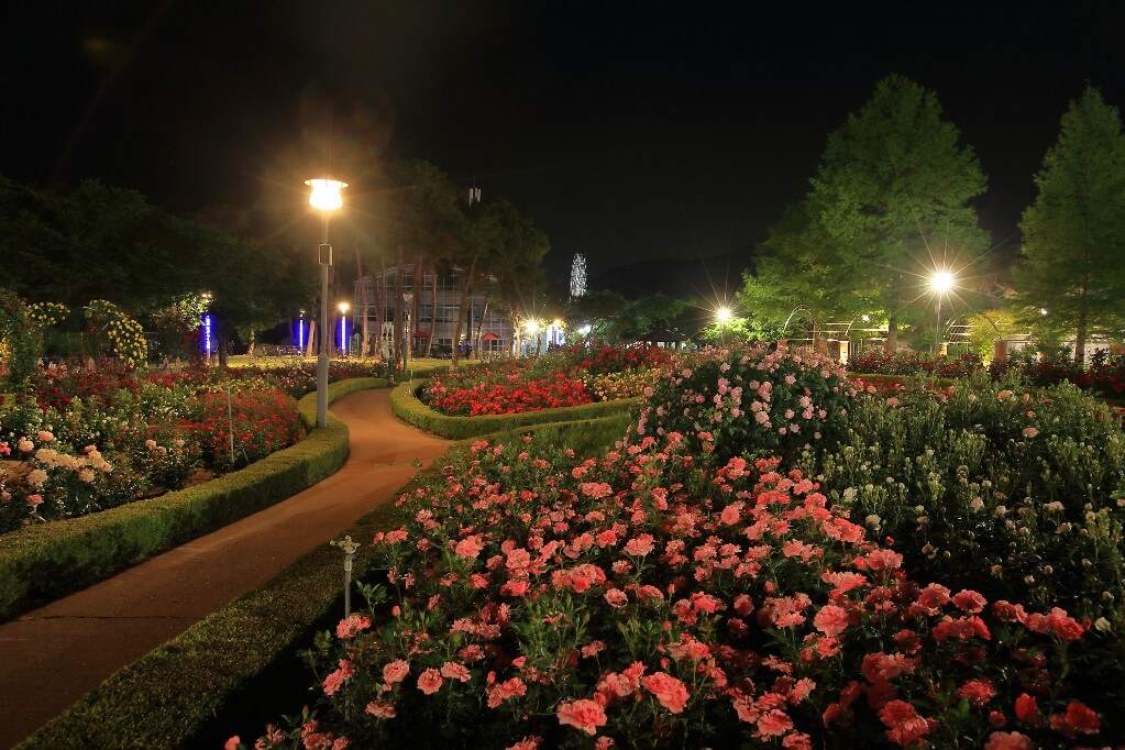 2025 곡성세계장미축제 일정·입장료 구매방법·주차 총정리