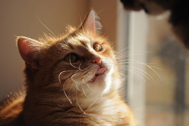🐱 고양이 심리, 말없이 전하는 마음의 언어