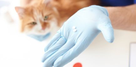 지스로맥을 보고 있는 고양이.