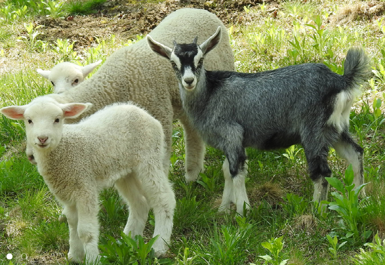 아침고요 동물원