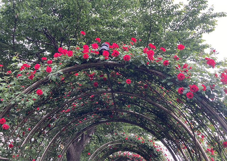 중랑 서울 장미 축제 - 5월 21일 현재 개화 상태