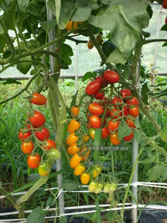 방울토마토 신선하게 보관하는 법 및 보관기간 안내_14
