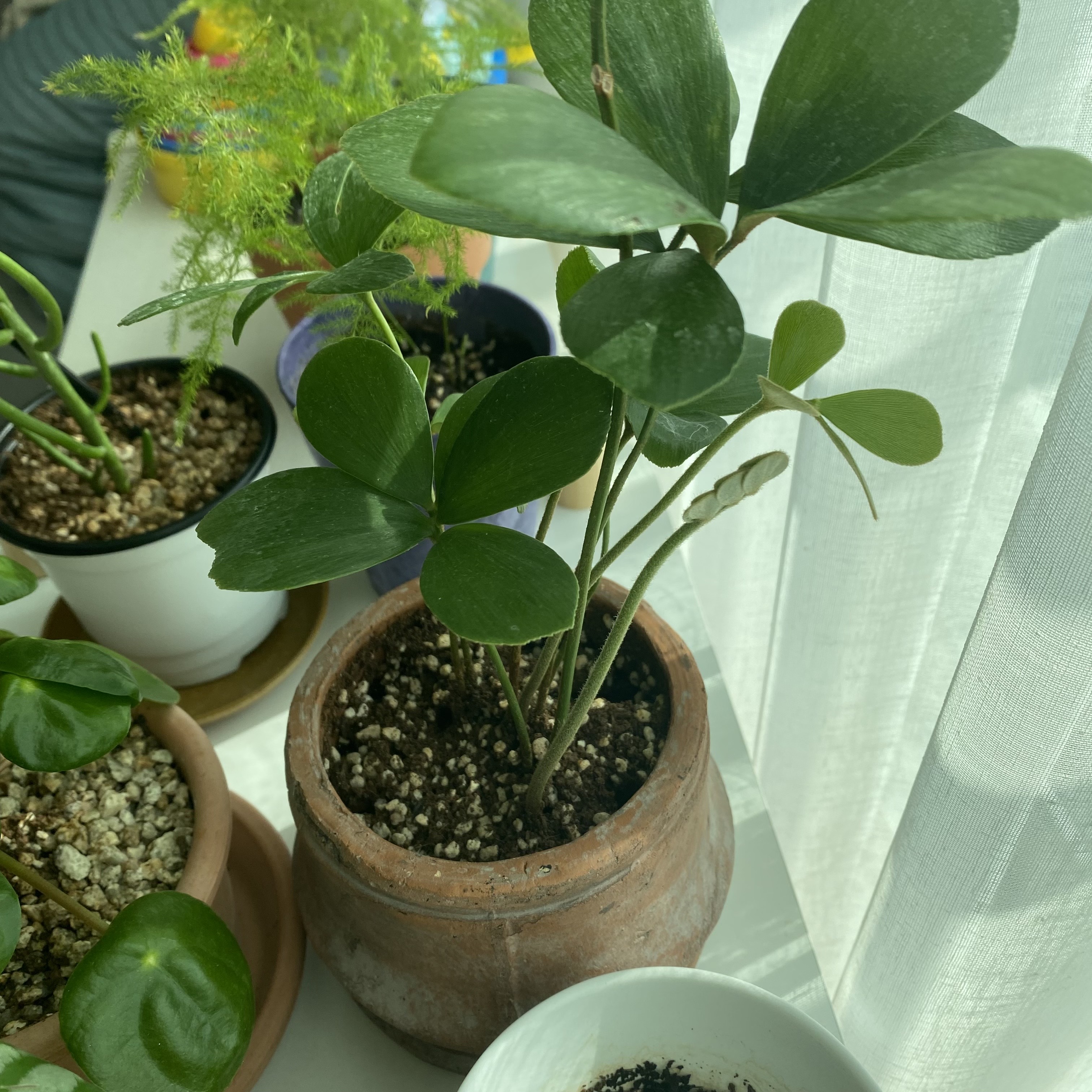 소철근황3