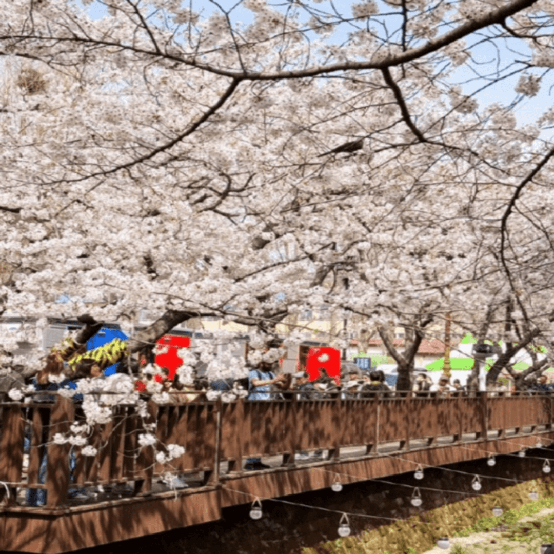 전주한옥마을 봄꽃축제