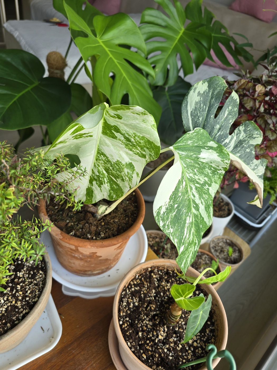 집에있던 토분에 옮겨심은 알보