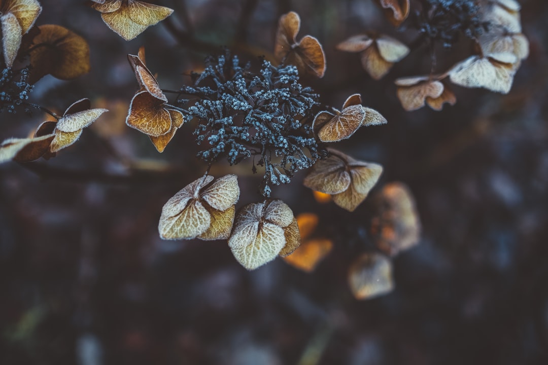 Frost