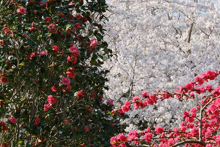 카멜리아힐에 피어있는 꽃