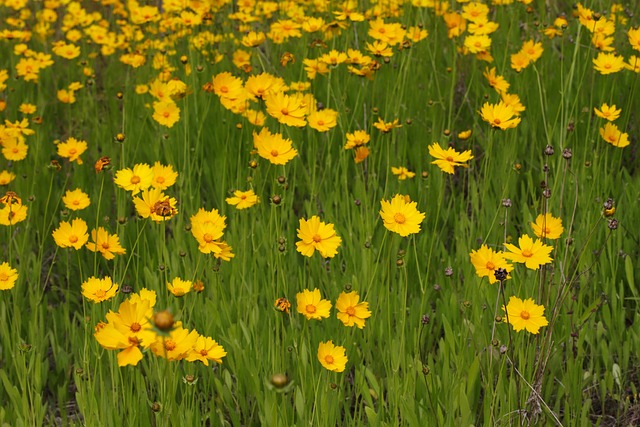 활짝 핀 금계국 사진