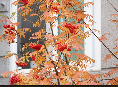 익은 마가목 열매 사진