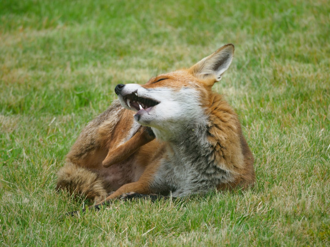 Hiccups