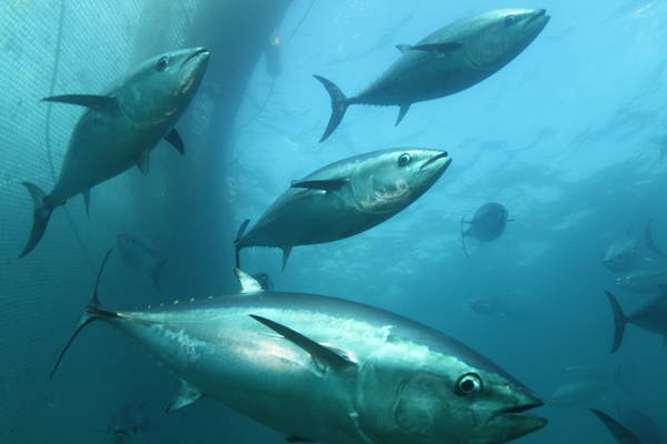 참치 효능 및 부작용