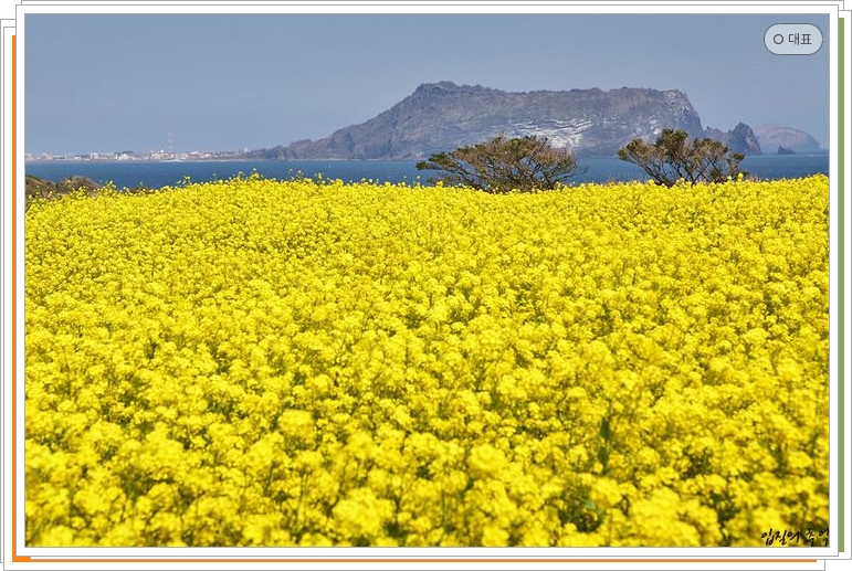 제주도 섭지코지 유채꽃