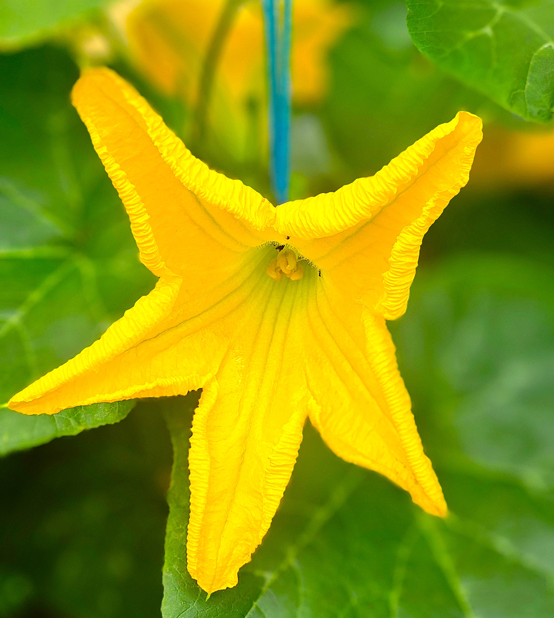 땅을 닮은 꽃, 호박꽃 이야기