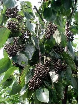 헛개나무 열매 수확시기와 관련한 농업 재배법_6