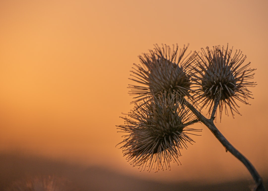 Burdock.