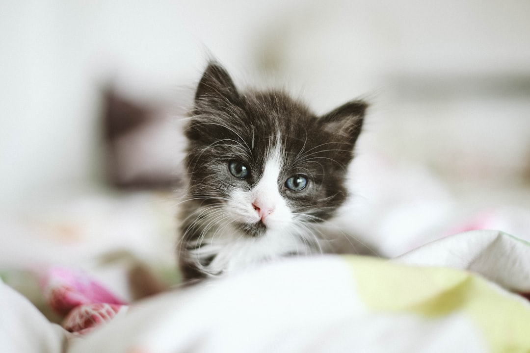 Kittens