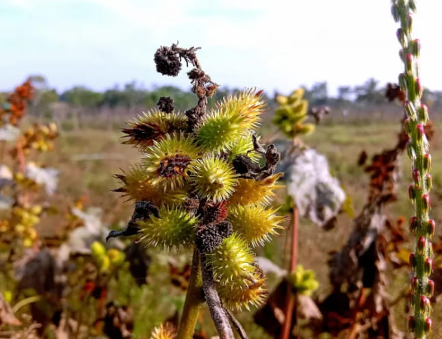 도깨비풀, 도꼬마리 효능