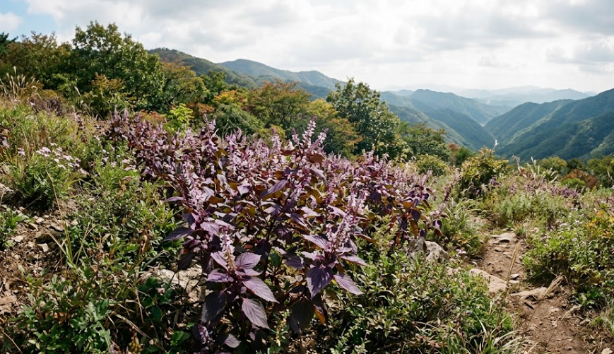 자소엽(Perilla frutescens var. acuta)