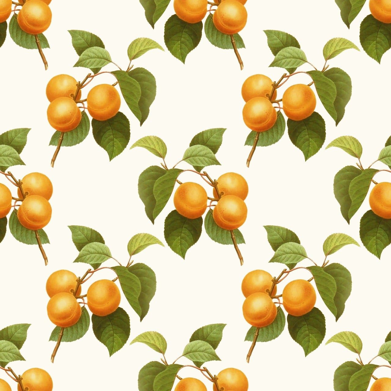 살구청 만들기 살구액 만드는법 효능 황금레시피