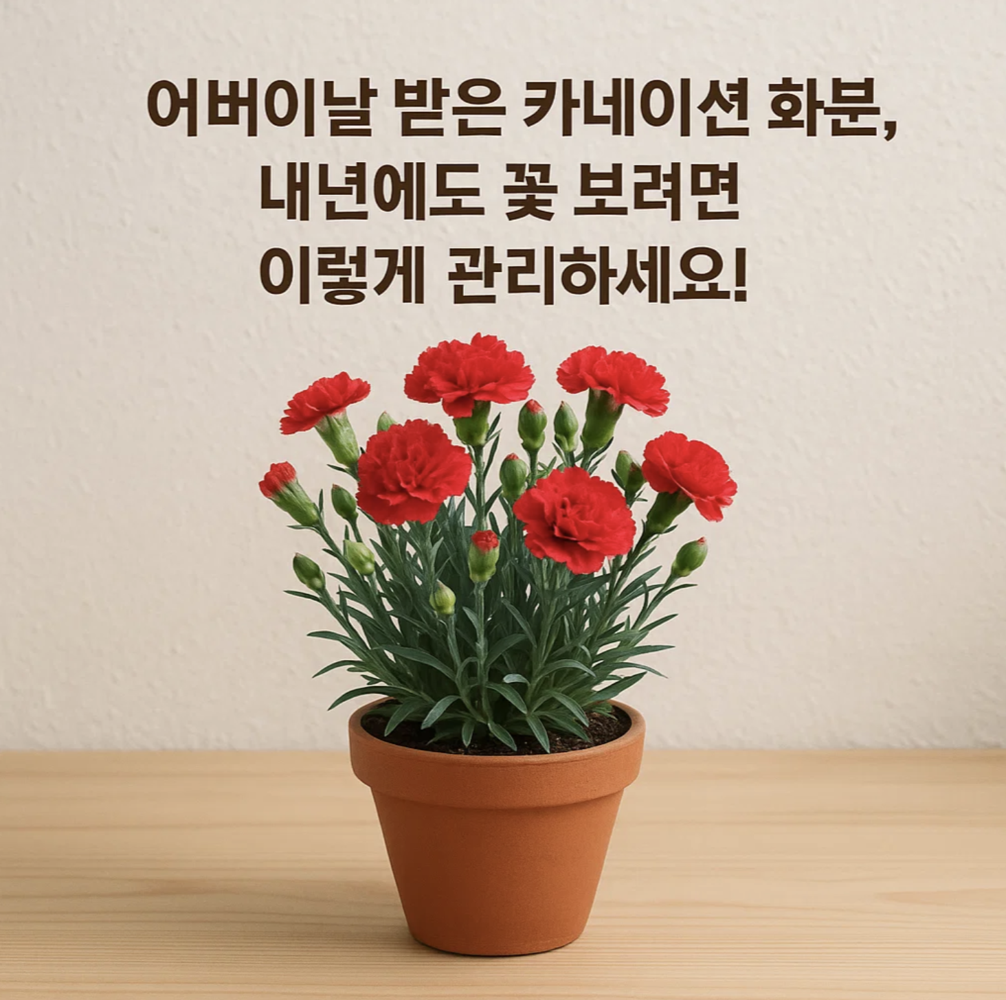 어버이날 받은 카네이션 화분, 내년에도 꽃 보려면 이렇게 관리하세요!