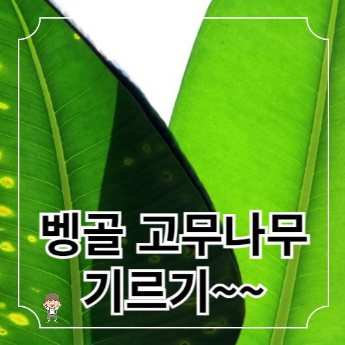 벵골 고무나무 기르기
