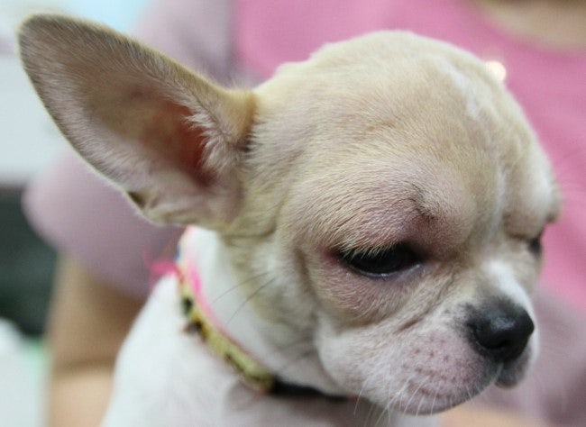 예방접종 부작용 사진