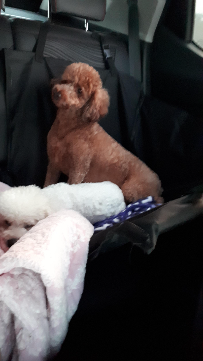 강아지 예방접종과 정기적인 건강관리에서 알아둘 점