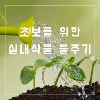 실내식물 초보 체크리스트 물주기 빛 습도 분갈이 한눈에 정리_13