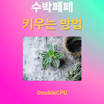 수박페페 키우기 물주기