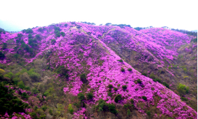 고려산-진달래-축제