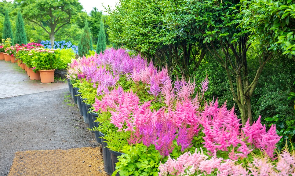 제주 마노르블랑 수국축제