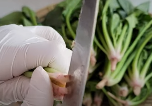 시금치무침 만드는 방법