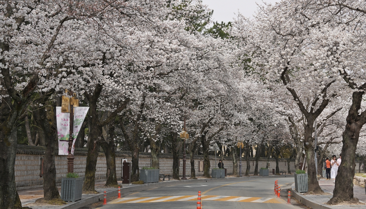 경주 보문단지 벚꽃길