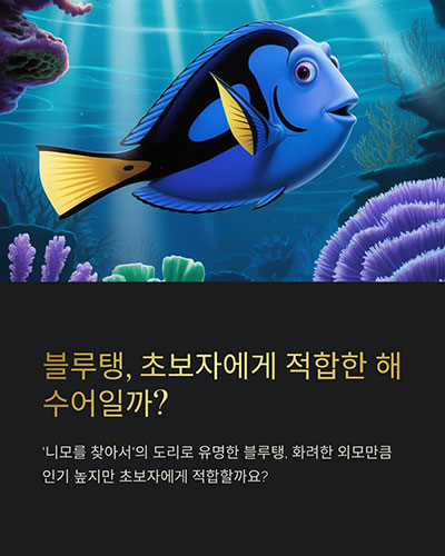 블루탱 키우기, 해수어 입문 어종으로 적합할까? 실전 가이드