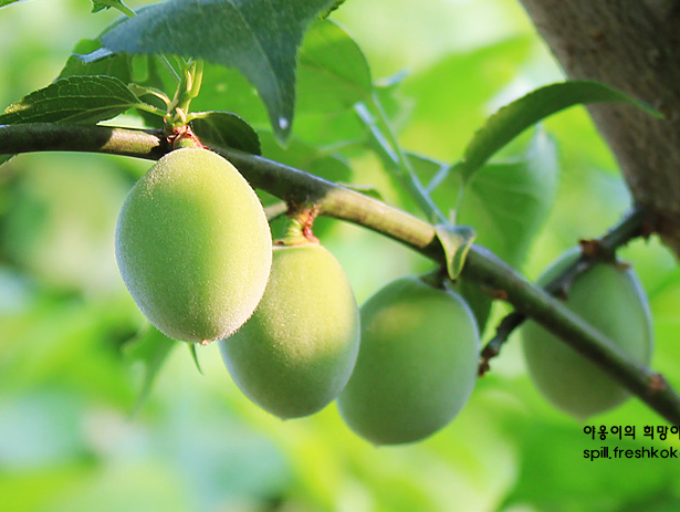 매실액기스 효능