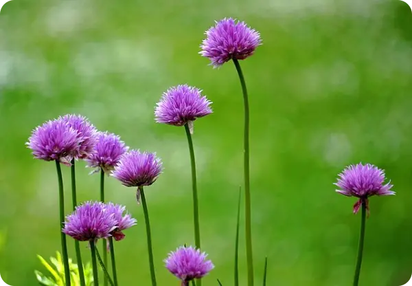 부추김치 맛있게 담그는 법