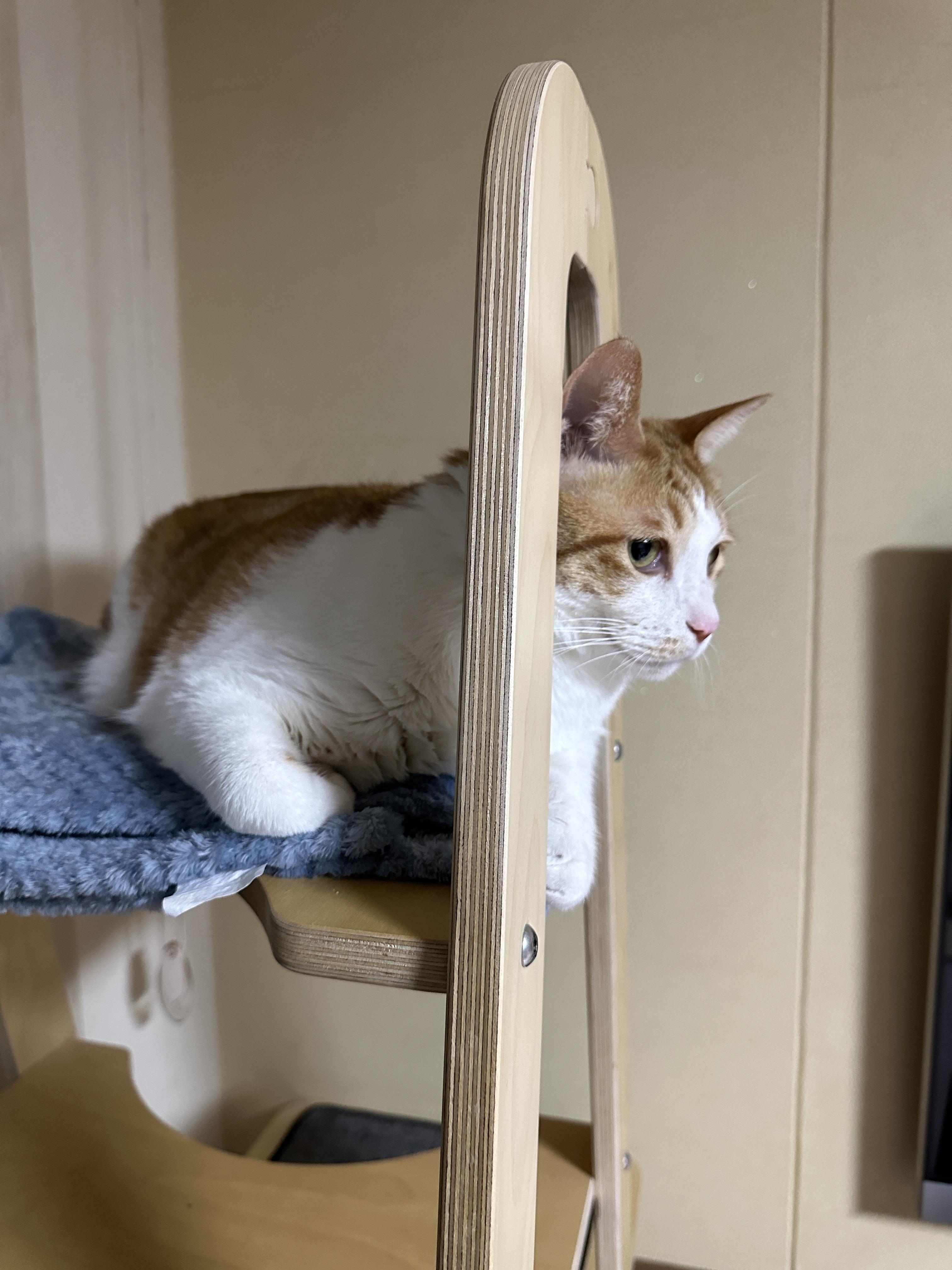 뽀송뽀송 세탁한 담요 좋아하는 막둥이 (feat. 깔끔쟁이 고양이들)