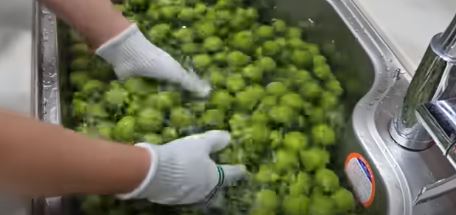 매실청 담그는법