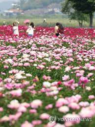 제2회 칠서 생태공원 청보리&middot;작약축제 기본일정과 프로그램 정의 신유 출연