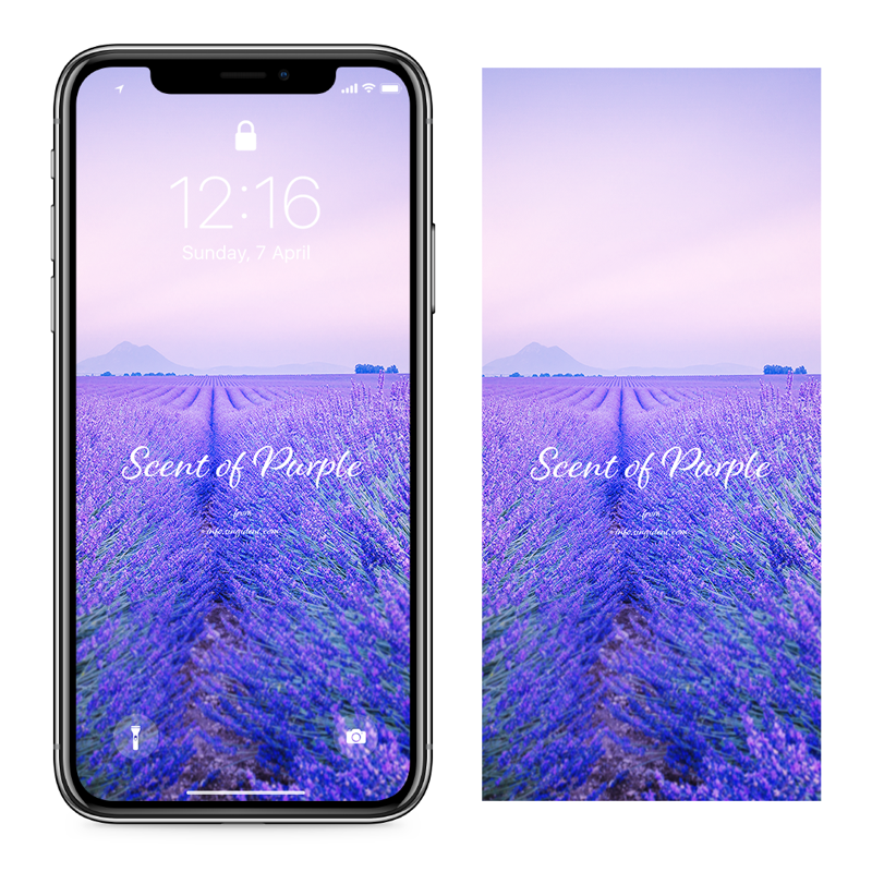 03 라벤더 꽃밭 C - Scent Of Purple 아이폰보라색배경화면