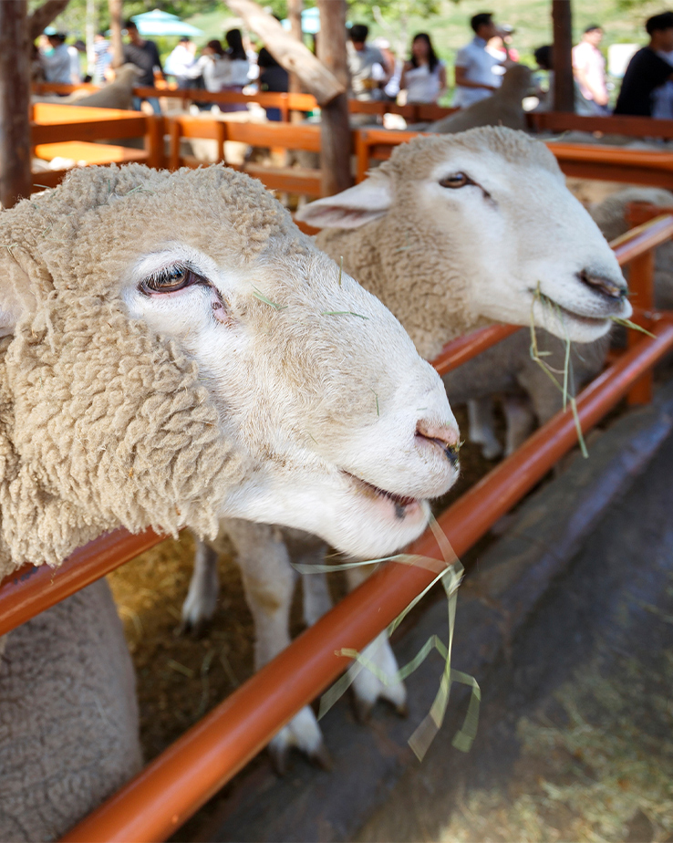 대관령 양떼목장