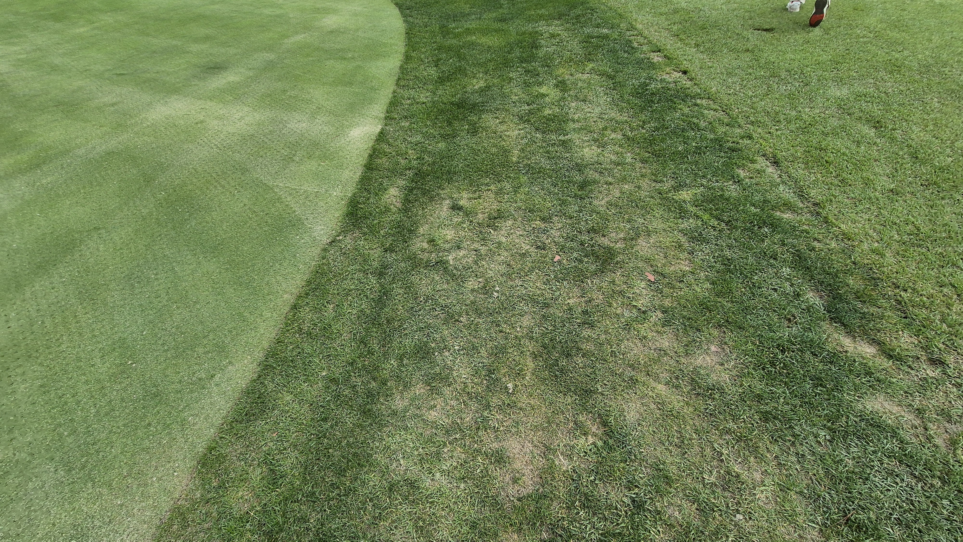 파인스톤cc 그린 관리 상태