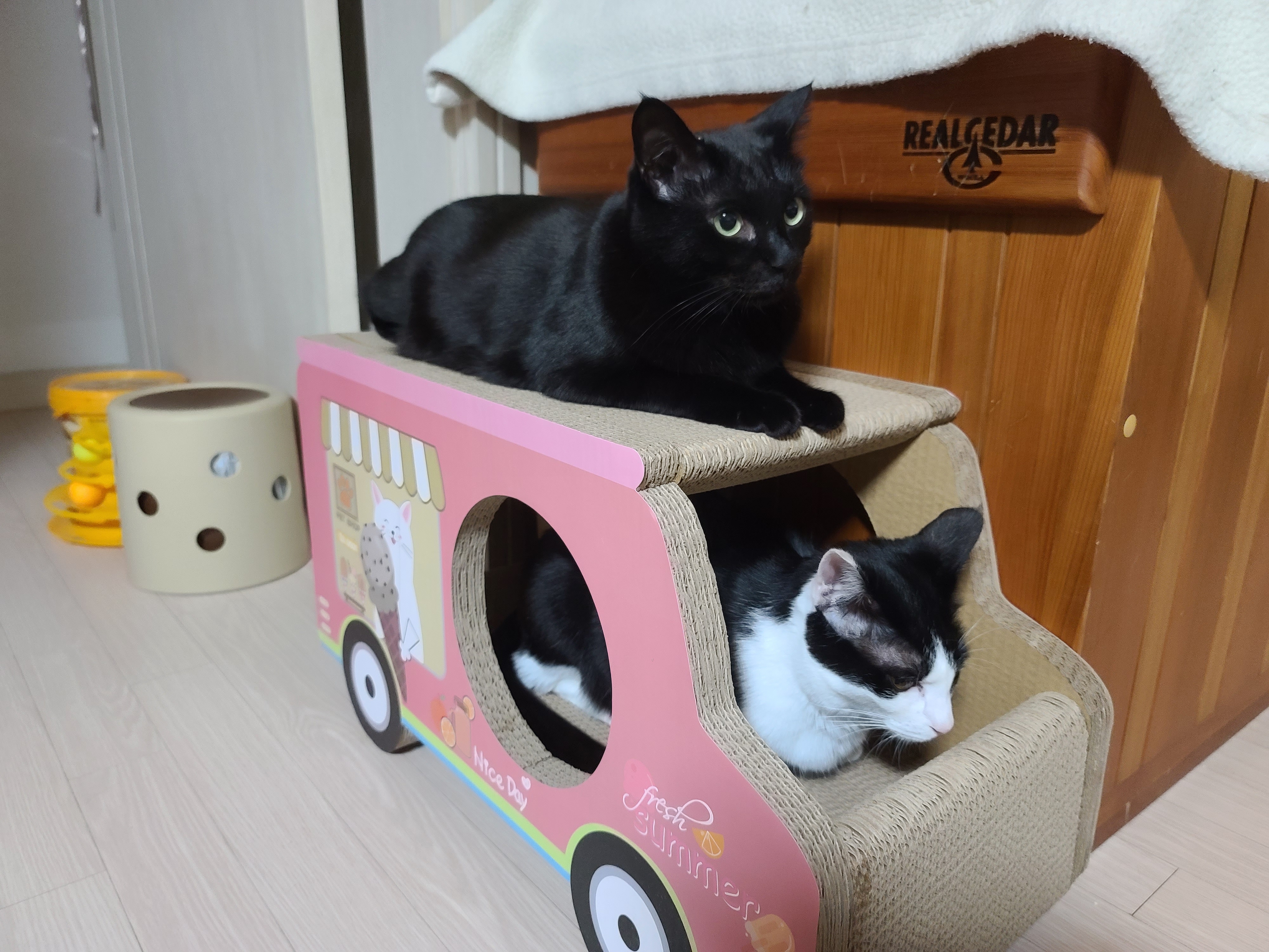 고양이들 스크래쳐를 교체했다.(자동차스크래쳐,침대형스크래쳐)