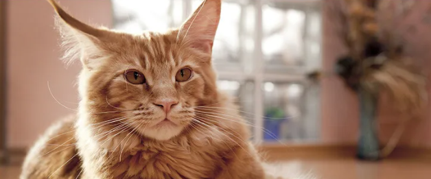 메인쿤(Maine Coon)