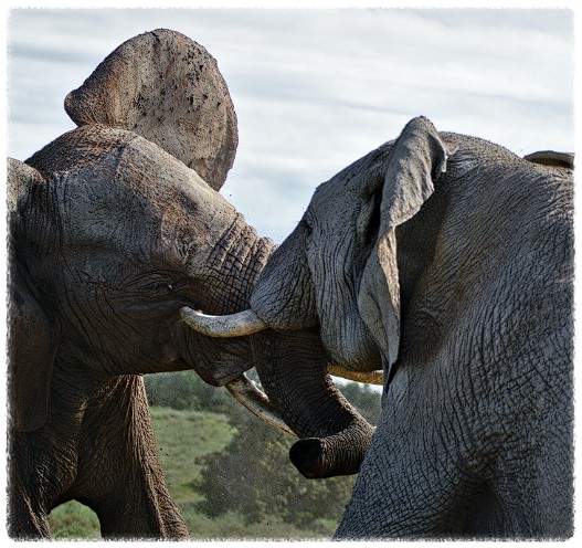 동물과싸우는꿈